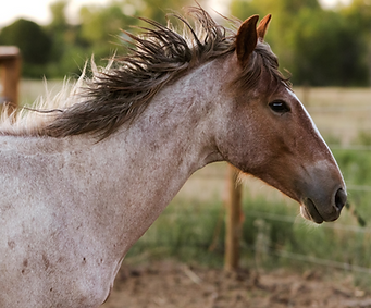 RylanAllen_DeltaYearlings_Corral1_1563_e