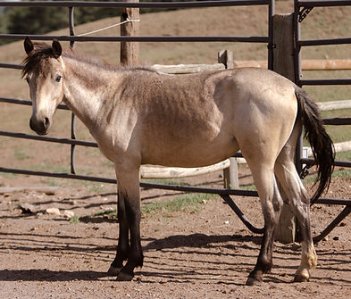 RylanAllen_260709_DeltaYearlings4_1822.jpg