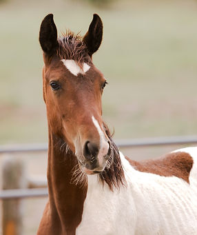 RylanAllen_260709_DeltaYearlings4_1074.jpg