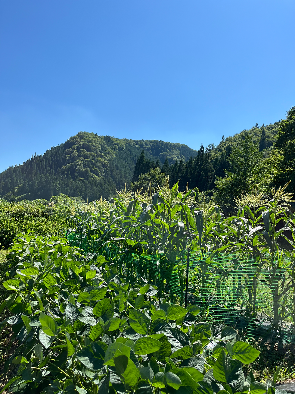 夏です