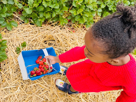 Family Day's Out: 5 Pick You Own Farms - NOW OPEN