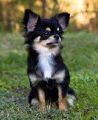 AKC Chihuahua