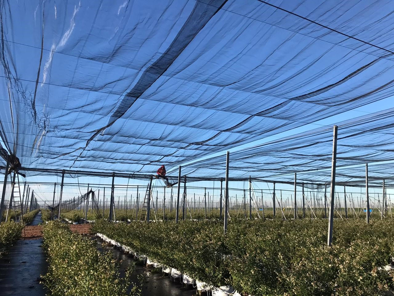 Malla Antipájaro (m2)