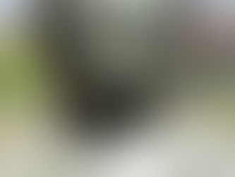 Buddha: The Pine Cone Symbology