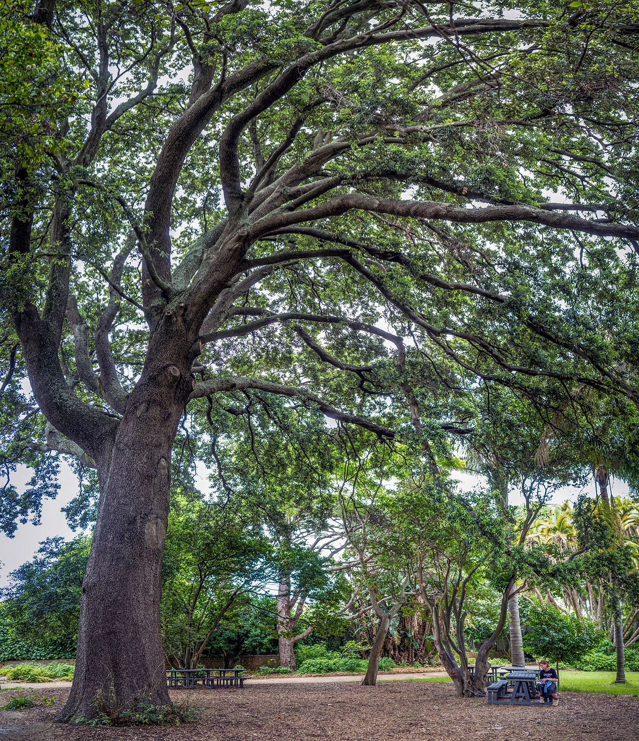 Holm oak