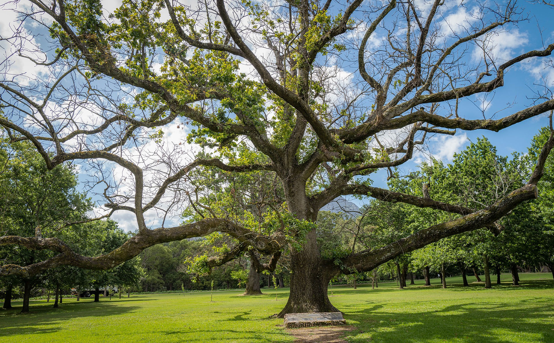 English oak