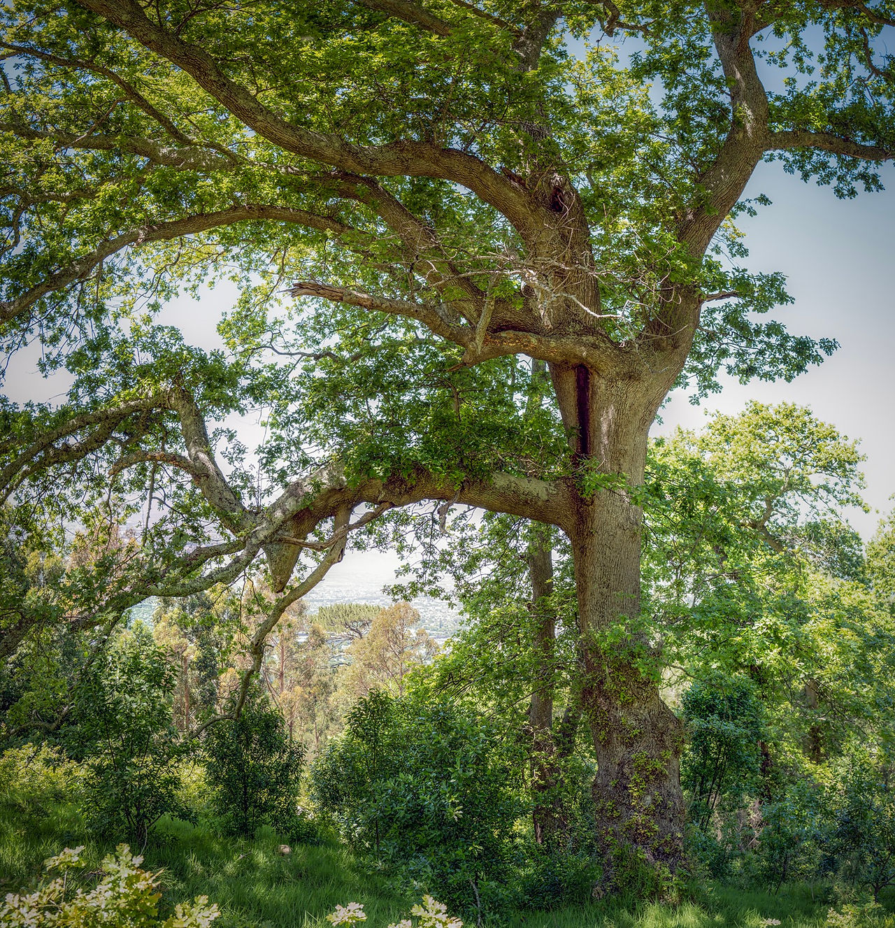 Wild English oak