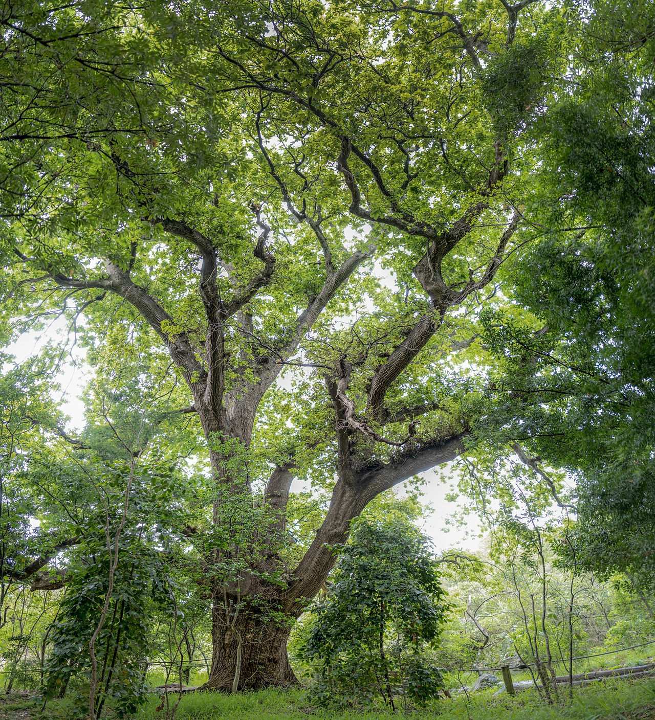 English oak
