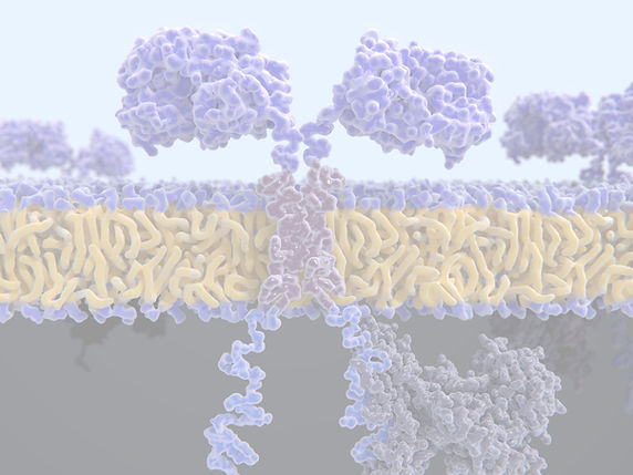 Chimeric antigen receptor__CARs are engineered cell receptors that allow T cells to recogn