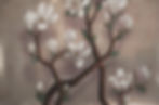 Thumbnail: Magnolias - Champagne     from £58 per m²