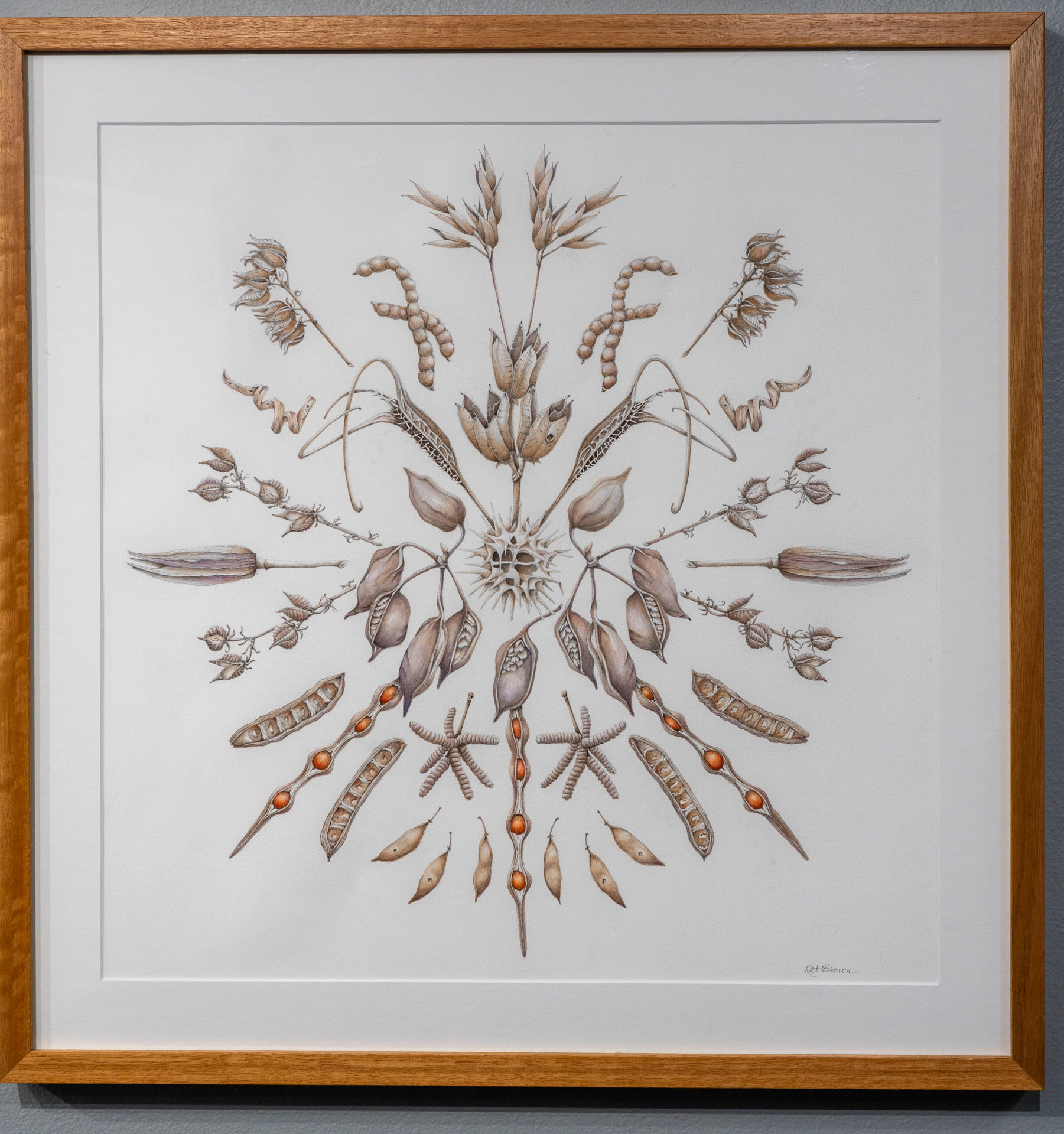 Beginnings: Desert Seed Pods by Kat Brown