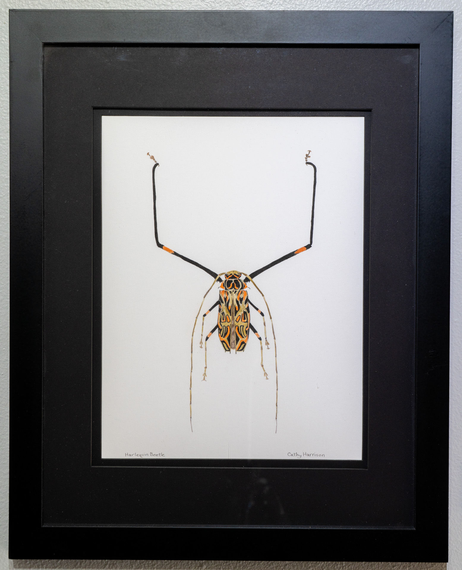 Harrison, Cathy- Harlequin Beetle
