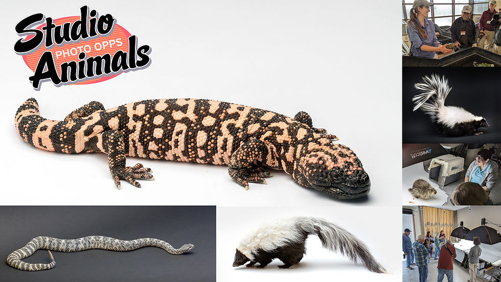 Studio Animals: Photo Ops 2/6/26