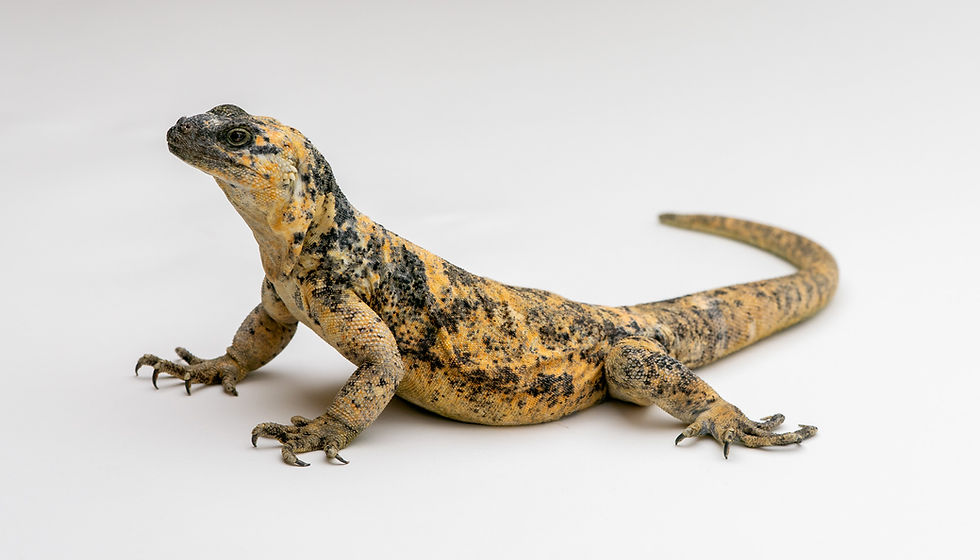 Thumbnail: Desert Critters: A Wildlife Photo Experience
