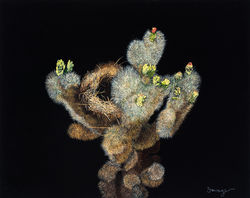 Wren Nest in a Teddy Bear Cholla