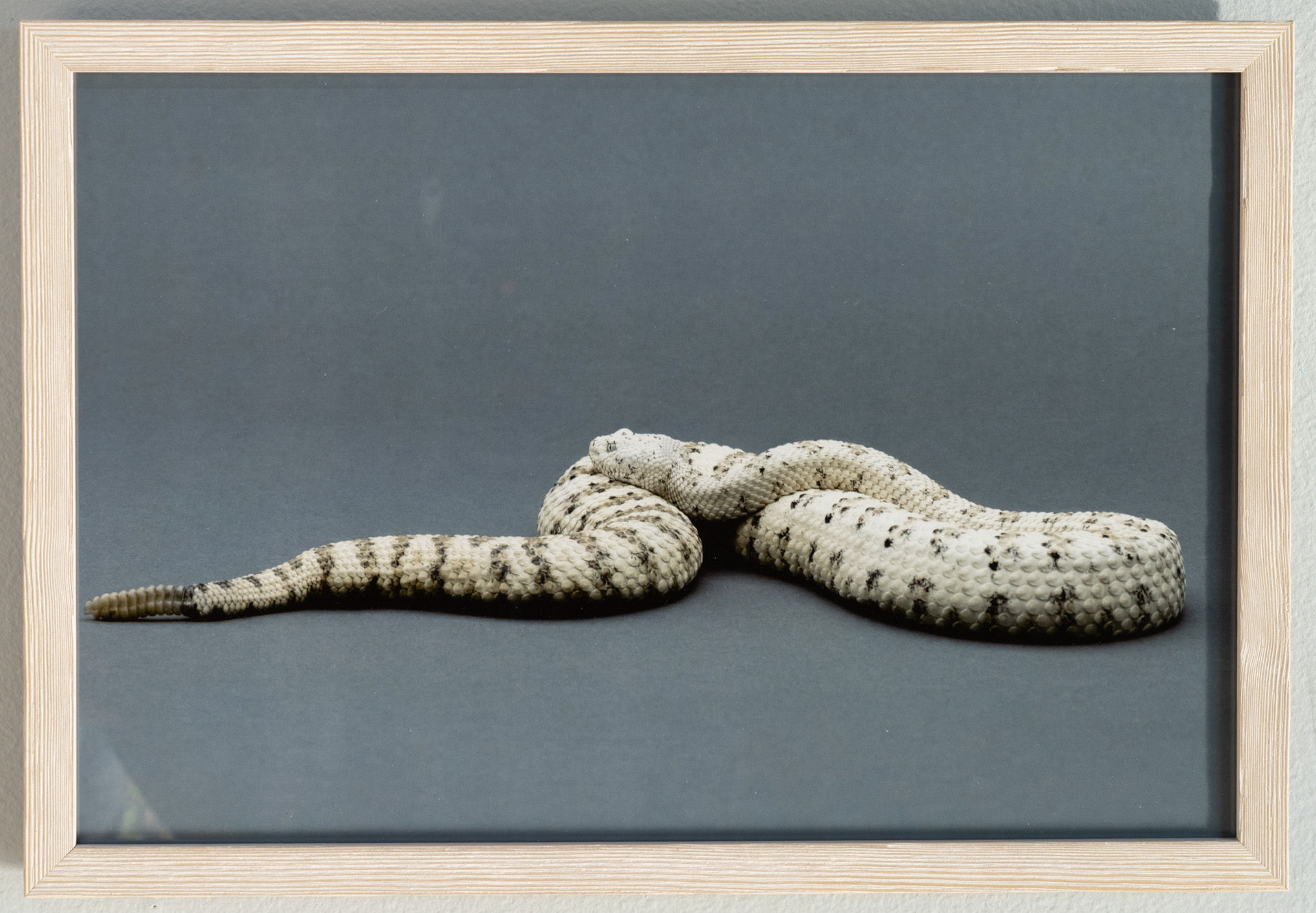 Perkins, Amanda- Glamouroussss