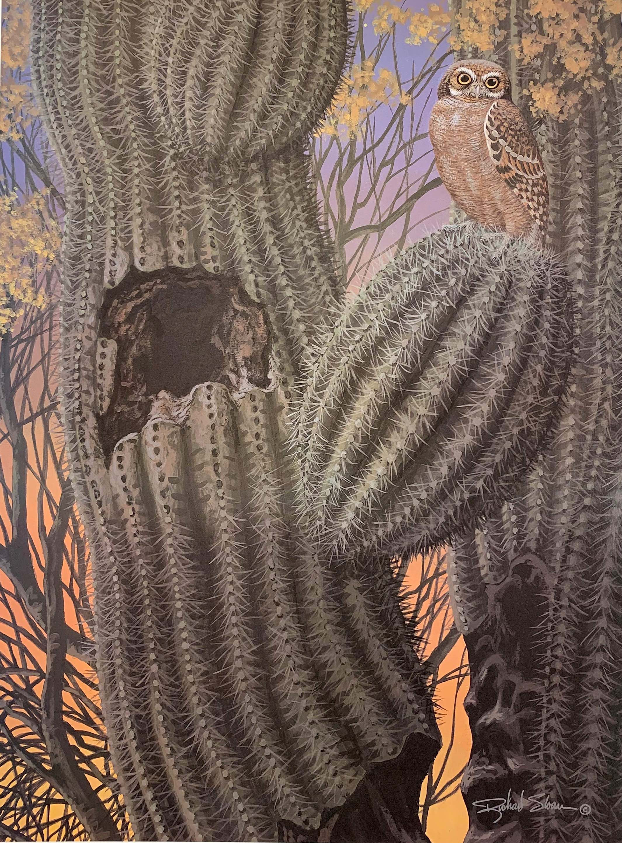 Download Elf Owl By Richard Sloan Desertmuseumarts Com