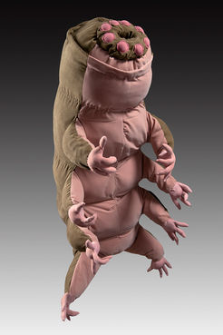 Tardigrade