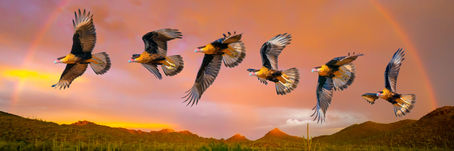 How to Photograph Flying Birds with a Dot Sight