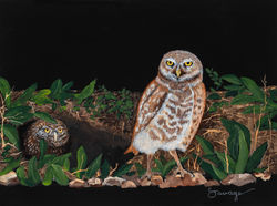 Burrowing Owls