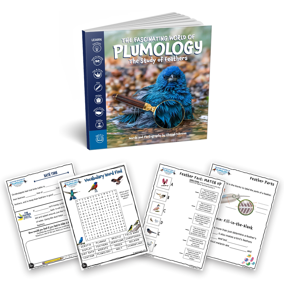 Curriculum - Plumology