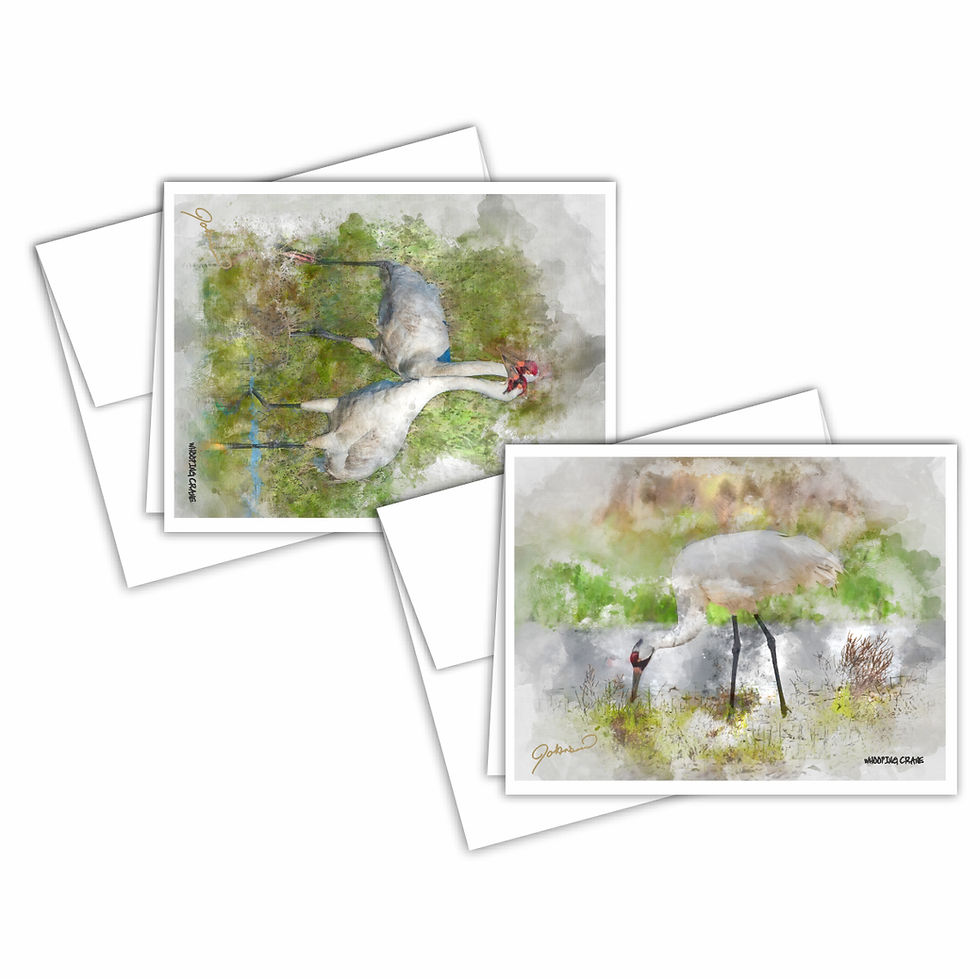 Thumbnail: Watercolor Whooping Crane Notecards