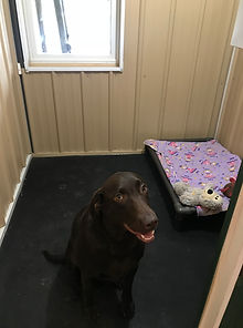 Dozer in room.jpg