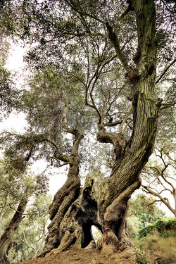 Oliveira