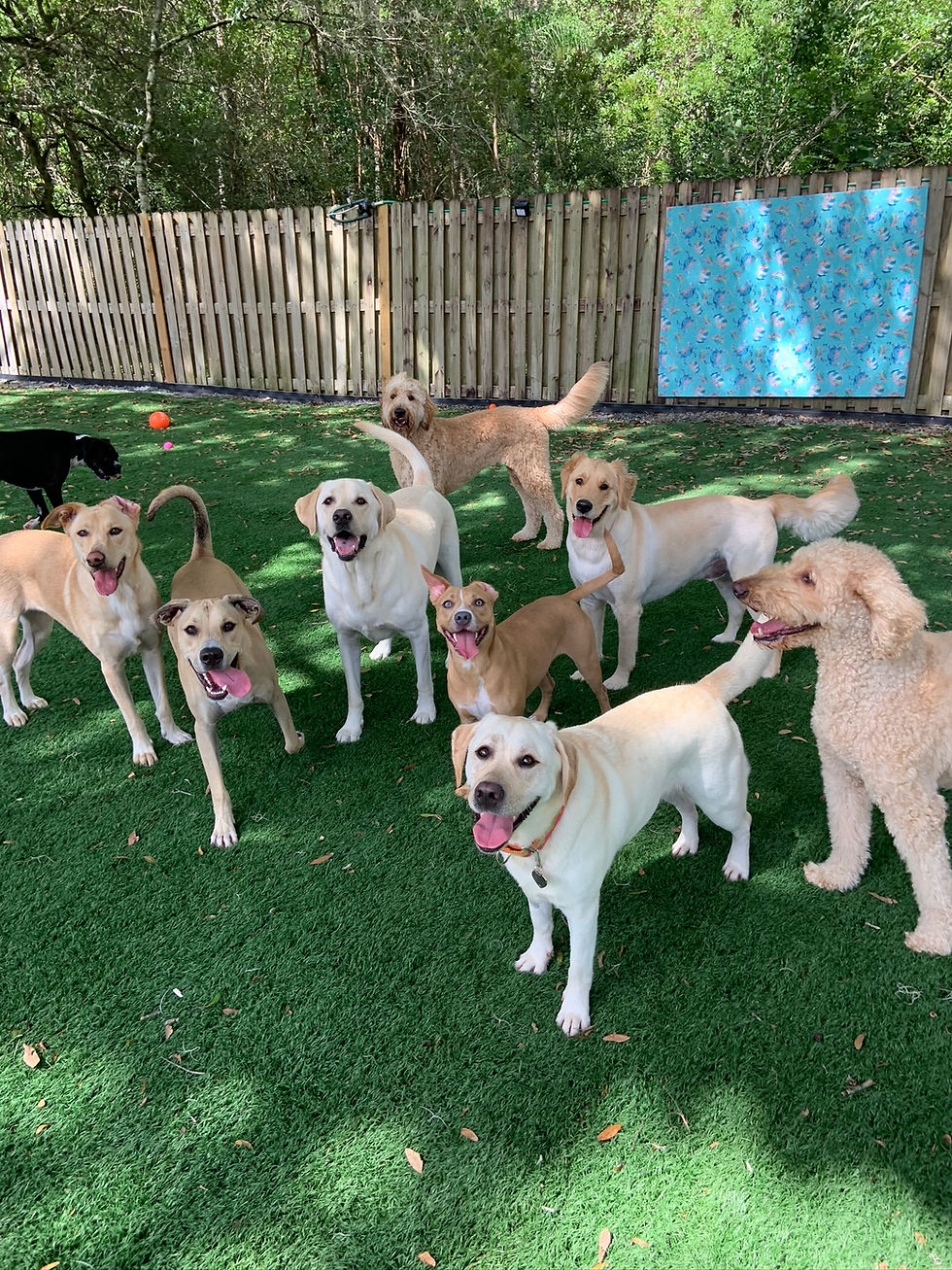 Dog Daycare & Dog Boarding Lutz, FL Water Bowl Oasis LLC