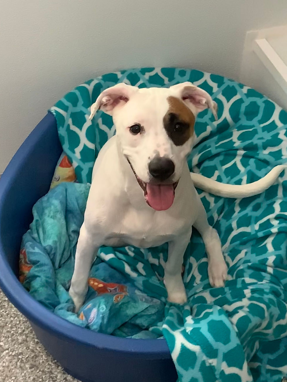 Dog Daycare & Dog Boarding Lutz, FL Water Bowl Oasis LLC