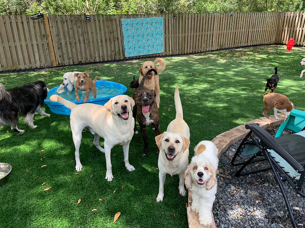 Dog Daycare & Dog Boarding Lutz, FL Water Bowl Oasis LLC