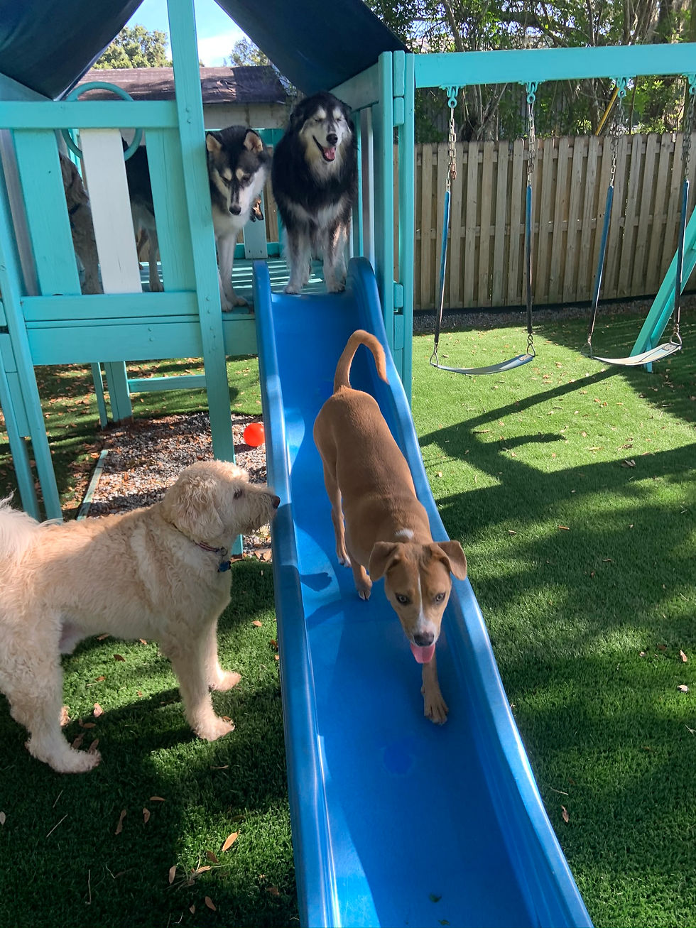 Dog Daycare & Dog Boarding Lutz, FL Water Bowl Oasis LLC