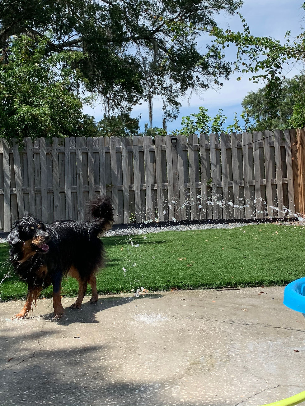 Dog Daycare & Dog Boarding Lutz, FL Water Bowl Oasis LLC