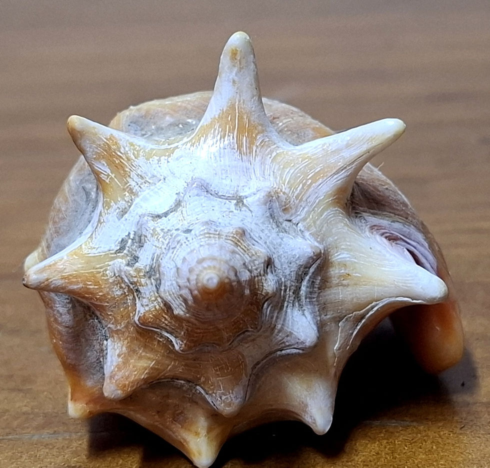 Miniatura: Concha Marinha