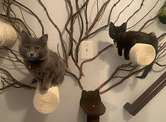 This is an image of Ari's cats in their cat tree when they were kittens. Rosalie is a black Maine coon mix and Soren is a grey Nebelung.