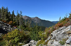 This is an image of a meadow taken on the way up to Blue Glacier.