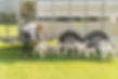 farm_connor5.jpg