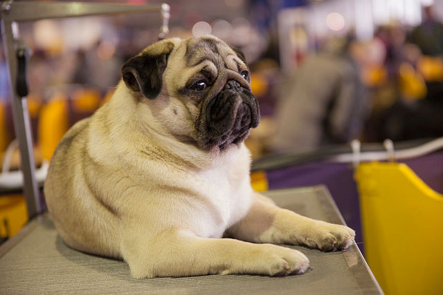 Hundefriseur in Berlin – kleiner Hund beim Schneiden ohne Waschen