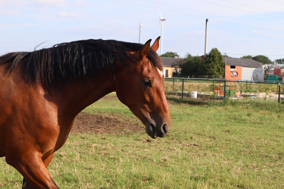 Yougster 4yo