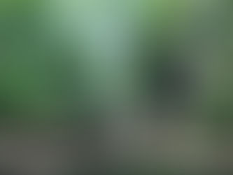 ZENFULdog’s First Annual Canine Fitness Race