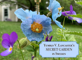 HimalayanBluePoppy_YumikoLancasterGarden