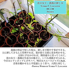 YumikoLancasterQueenOfFlowersRoses.JPG
