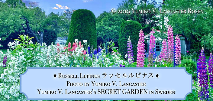 YumikoLancasterGardenRussellLupinus.JPG
