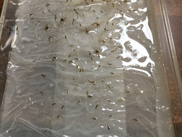 たんぽぽが発芽した