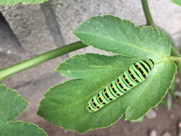 違いのわかる…