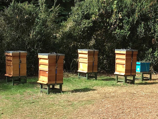 A Year in the Apiary - July