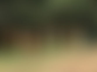 A Year in the Apiary - August