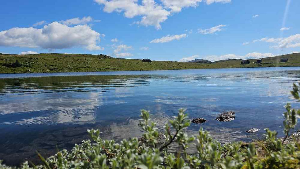Calm lake with rippling water, green hills, and a blue sky with clouds; leafy shrubs and rocks in the foreground.