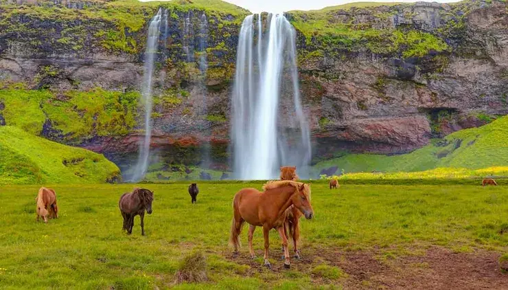 Cascada Seljalandsfoss con caballos pastando frente a la cascada.