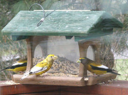 gros_bec_male_panaché